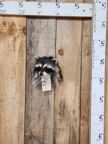 Raccoon Shoulder Mount Taxidermy