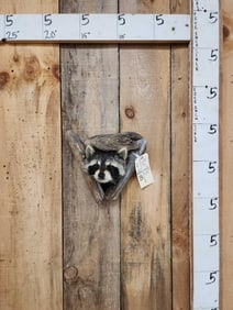 Raccoon In A Den Taxidermy