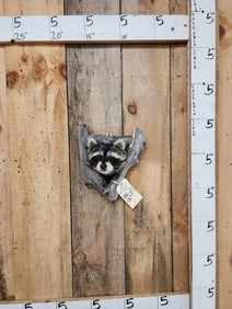 Raccoon In A Den Taxidermy