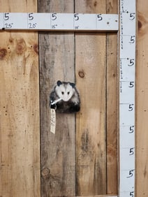 Naughty Opossum Shoulder Mount Taxidermy