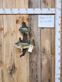 Bluegill And Largemouth Bass Real Skin Fish Taxidermy