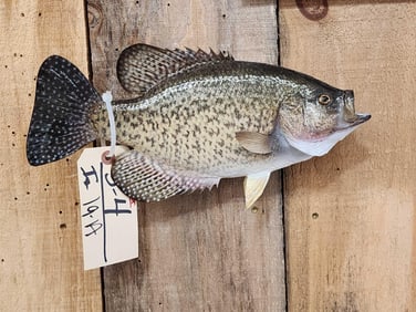 14" Crappie Real Skin Fish Taxidermy