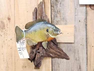 10" Bluegill Real Skin Fish Taxidermy