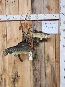 Largemouth Bass Schooling On Driftwood Real Skin Fish Taxidermy
