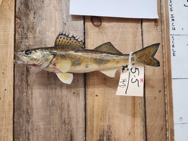 14" Sauger Real Skin Fish Taxidermy