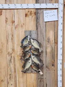 Stringer Of 8 Fish Bluegill & Crappies Real Skin Fish Taxidermy