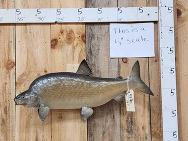 Big 31" Carp Real Skin Fish Taxidermy