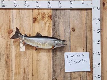23" Lake Trout Real Skin Fish Taxidermy