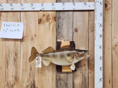 Big FAT 26" Walleye Real Skin Fish Taxidermy