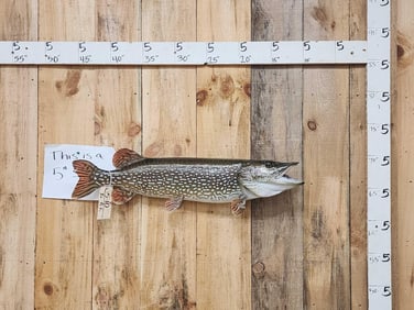 36" Northern Pike Real Skin Fish Taxidermy