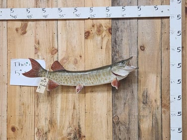 34" Muskie Real Skin Fish Taxidermy