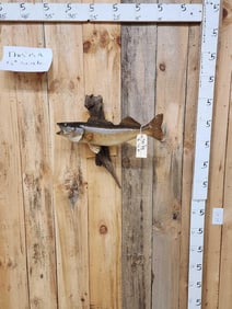 24" Walleye Real Skin Fish Taxidermy