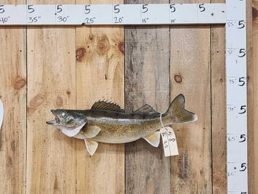 26" Walleye Real Skin Fish Taxidermy