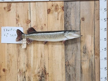 34" Northern Pike Real Skin Fish Taxidermy