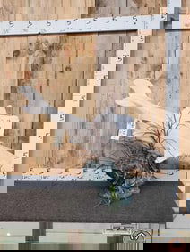 Reproduction Dusky Shark CYCLOPS Fetus Fish Taxidermy