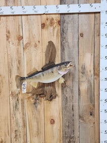 27" Walleye Real Skin Fish Taxidermy
