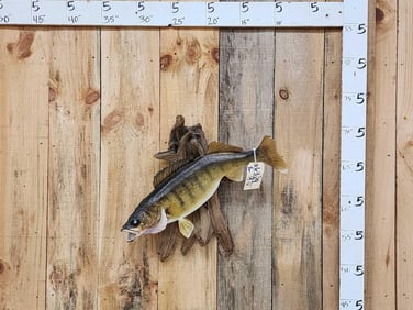 25" Walleye Real Skin Fish Taxidermy