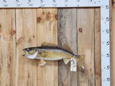 25" Walleye Real Skin Fish Taxidermy
