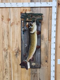 39" Northern Pike Real Skin Fish Taxidermy