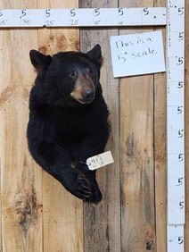 Nice Black Bear Half Body Taxidermy Mount