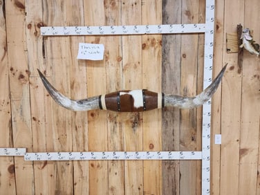Big 68" Texas Longhorns Taxidermy