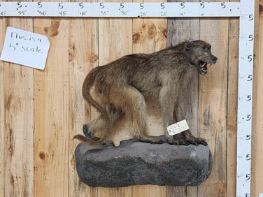 African Chakma Baboon Full Body Taxidermy Mount