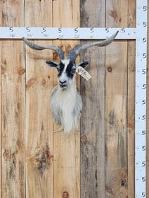 Feral Goat Ibex Cross Shoulder Mount Taxidermy