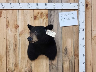 Black Bear Shoulder Mount Taxidermy