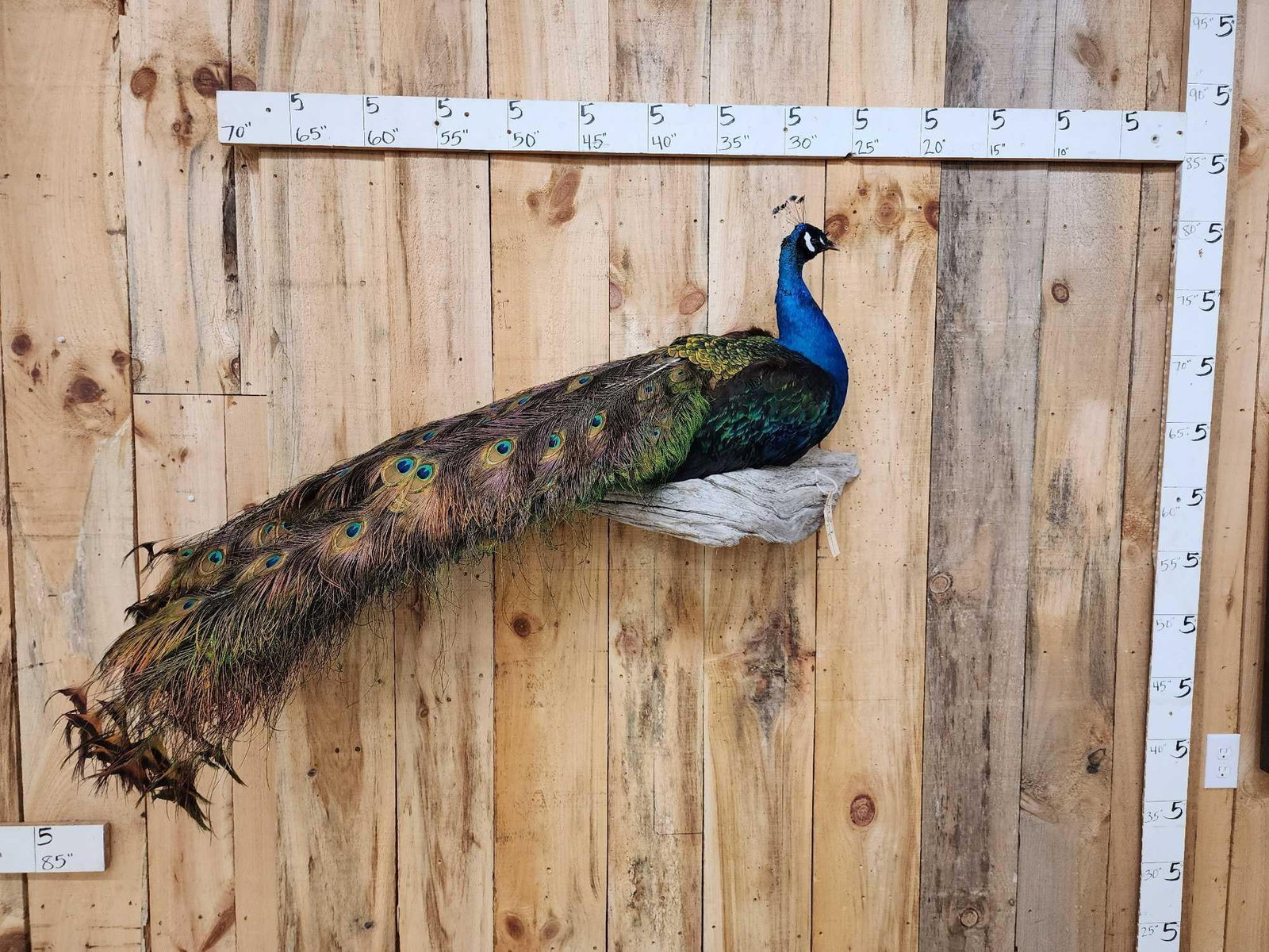 Peacock Full Body Bird Taxidermy: 79.27 Awesome colors 43" Tail Feathers on driftwood hanging base