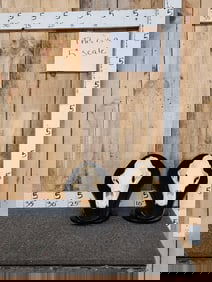 2 Black Bear Skulls On Display Stands