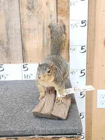 Red Squirrel Full Body Taxidermy Mount