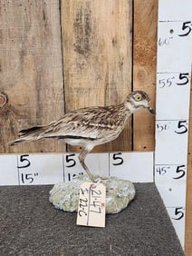 Eurasian Thick Knee Or Stone Curlee Full Body Bird Taxidermy