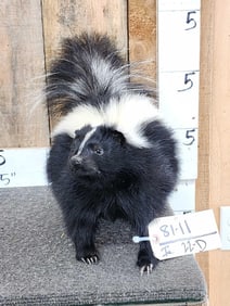 Skunk Full Body Taxidermy Mount