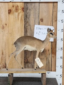 African Dik Dik Full Body Taxidermy Mount