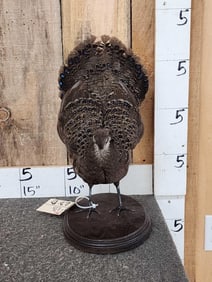 Hen Peacock Pheasant Full Body Bird Taxidermy
