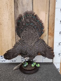 Rooster Peacock Pheasant Full Body Bird Taxidermy