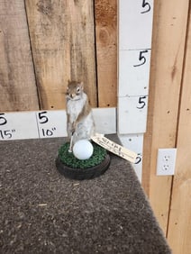 Golfing Squirrel Full Body Taxidermy Mount