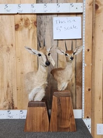 African Steinbock & Duiker Dual Table Top Pedestal Taxidermy Mount