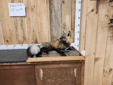 Alaskan Cross Fox Full Body Taxidermy Mount