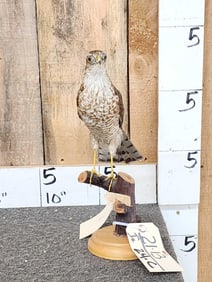 Eurasian Sparrowhawk Full Body Bird Taxidermy