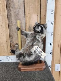 Raccoon On A Stripper Pole Taxidermy