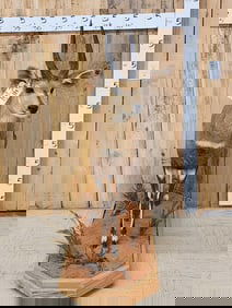 African Bush Buck Full Body Taxidermy Mount