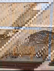Awesome Axis Deer Full Body Taxidermy Mount