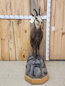 Alpine Chamois Full Body Taxidermy Mount