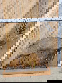 African Bush Buck Full Body Taxidermy Mount