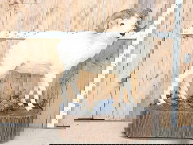 Alaskan Dall Sheep Full Body Taxidermy Mount