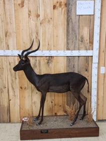 RARE African Black Impala Full Body Taxidermy Mount