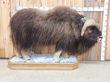 Muskox Full Body Taxidermy Mount