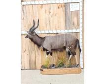 African Nyala Full Body Taxidermy Mount