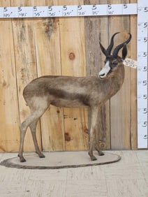 African Chocolate Springbok Full Body Taxidermy Mount
